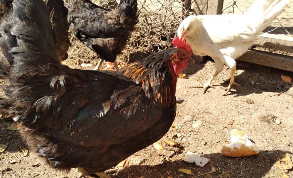 Konya’da ortaya çıkmıştı! Uzman isim kuş gribi vakalarının sebebini açıkladı 2